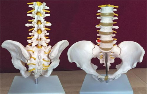  新拓三维DIC技术用于脊椎骨生物力学测试